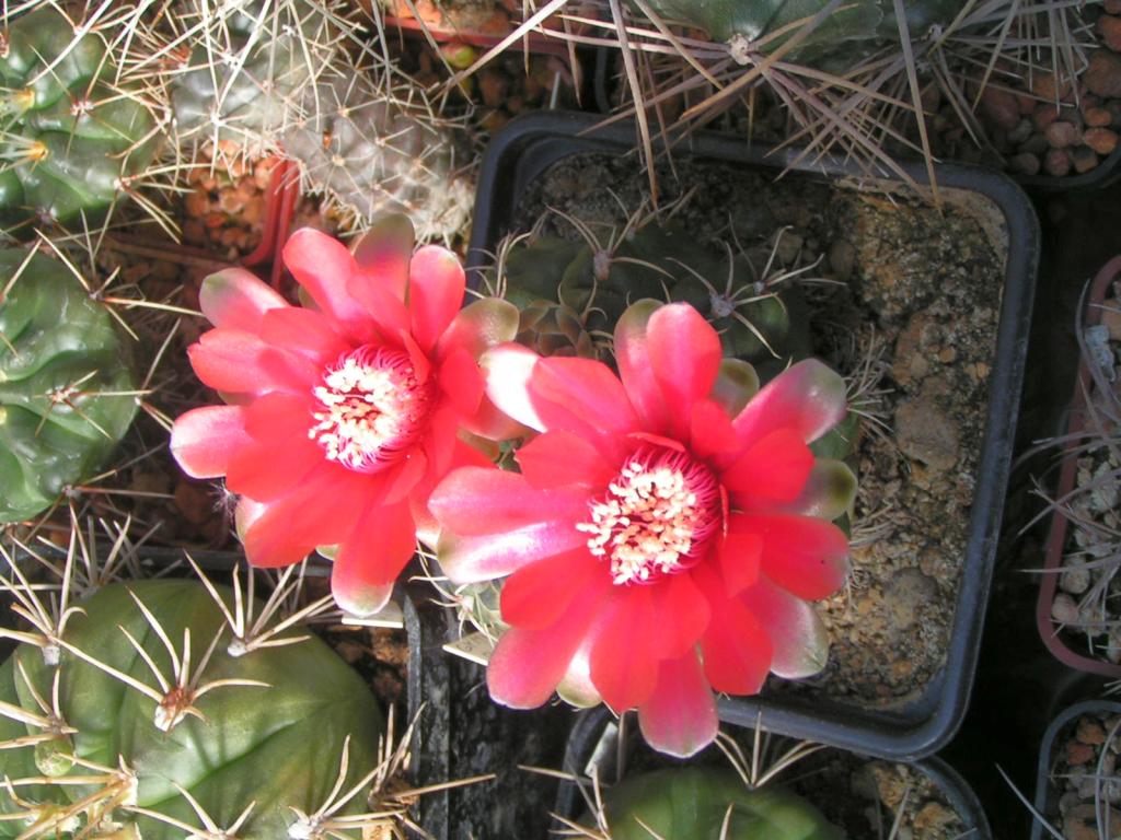 Gymnocalycium baldianum